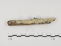 藏品(冇骨消絲齒菌)的圖片