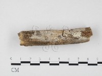 藏品(冇骨消絲齒菌)的圖片