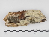 藏品(冇骨消絲齒菌)的圖片