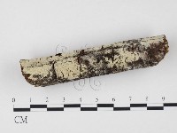 藏品(冇骨消絲齒菌)的圖片