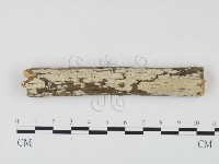 藏品(冇骨消絲齒菌)的圖片