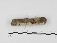 藏品(冇骨消絲齒菌)的圖片