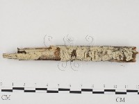 藏品(冇骨消絲齒菌)的圖片