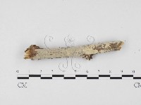 藏品(冇骨消絲齒菌)的圖片