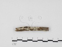 藏品(冇骨消絲齒菌)的圖片