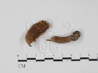 藏品(乳菇屬)的圖片