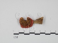 藏品(紅菇屬)的圖片