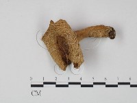 藏品(乳菇屬)的圖片