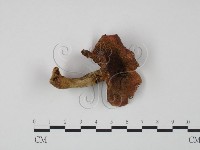 藏品(紅菇屬)的圖片