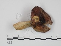 藏品(紅菇屬)的圖片