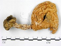 藏品(傘菌屬)的圖片