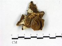 藏品(地星屬)的圖片