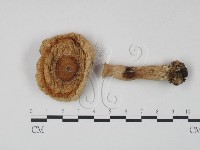 藏品(乳菇屬)的圖片