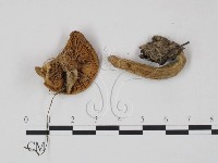 藏品(乳菇屬)的圖片