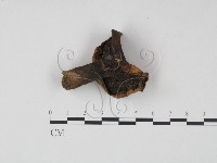 藏品(乳菇屬)的圖片