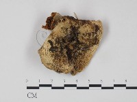 藏品(乳菇屬)的圖片