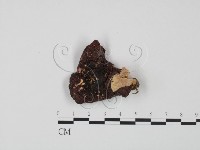 藏品(紅菇屬)的圖片