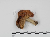 藏品(紅菇屬)的圖片