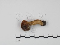 藏品(紅菇屬)的圖片