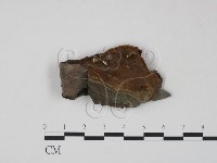 藏品(木層孔菌屬)的圖片