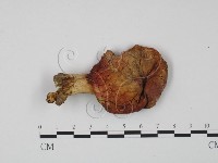 藏品(紅菇屬)的圖片