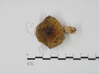 藏品(紅菇屬)的圖片