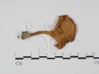 藏品(杯傘屬)的圖片