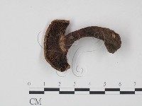 藏品(乳菇屬)的圖片