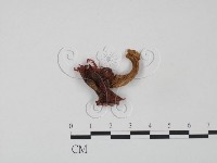 藏品(紅菇屬)的圖片