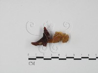 藏品(紅菇屬)的圖片