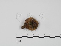 藏品(紅菇屬)的圖片