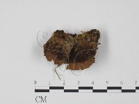 藏品(多孔菌屬)的圖片