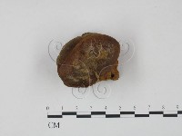 藏品(木層孔菌屬)的圖片