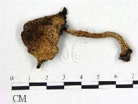 藏品(鬼傘屬)的圖片