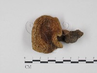 藏品(乳菇屬)的圖片