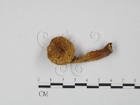 藏品()的圖片