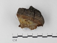 藏品(木層孔菌屬)的圖片