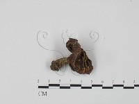 藏品(紅菇屬)的圖片