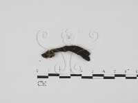 藏品(炭角菌屬)的圖片