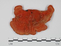 藏品(血紅密孔菌)的圖片