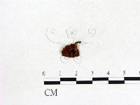藏品()的圖片
