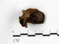 藏品(皺木耳)的圖片