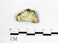 藏品(串擔革菌屬)的圖片