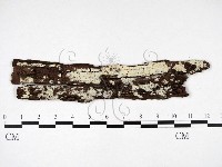 藏品(冇骨消絲齒菌)的圖片