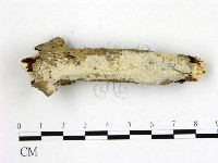 藏品(絲皮菌屬)的圖片