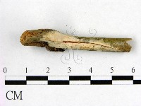 藏品(顯絲菌屬)的圖片