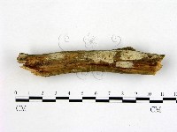 藏品(絲皮菌屬)的圖片