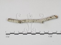 藏品(剛毛絲皮菌)的圖片