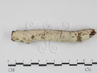 藏品(剛毛絲皮菌)的圖片