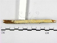 藏品(顯絲菌屬)的圖片